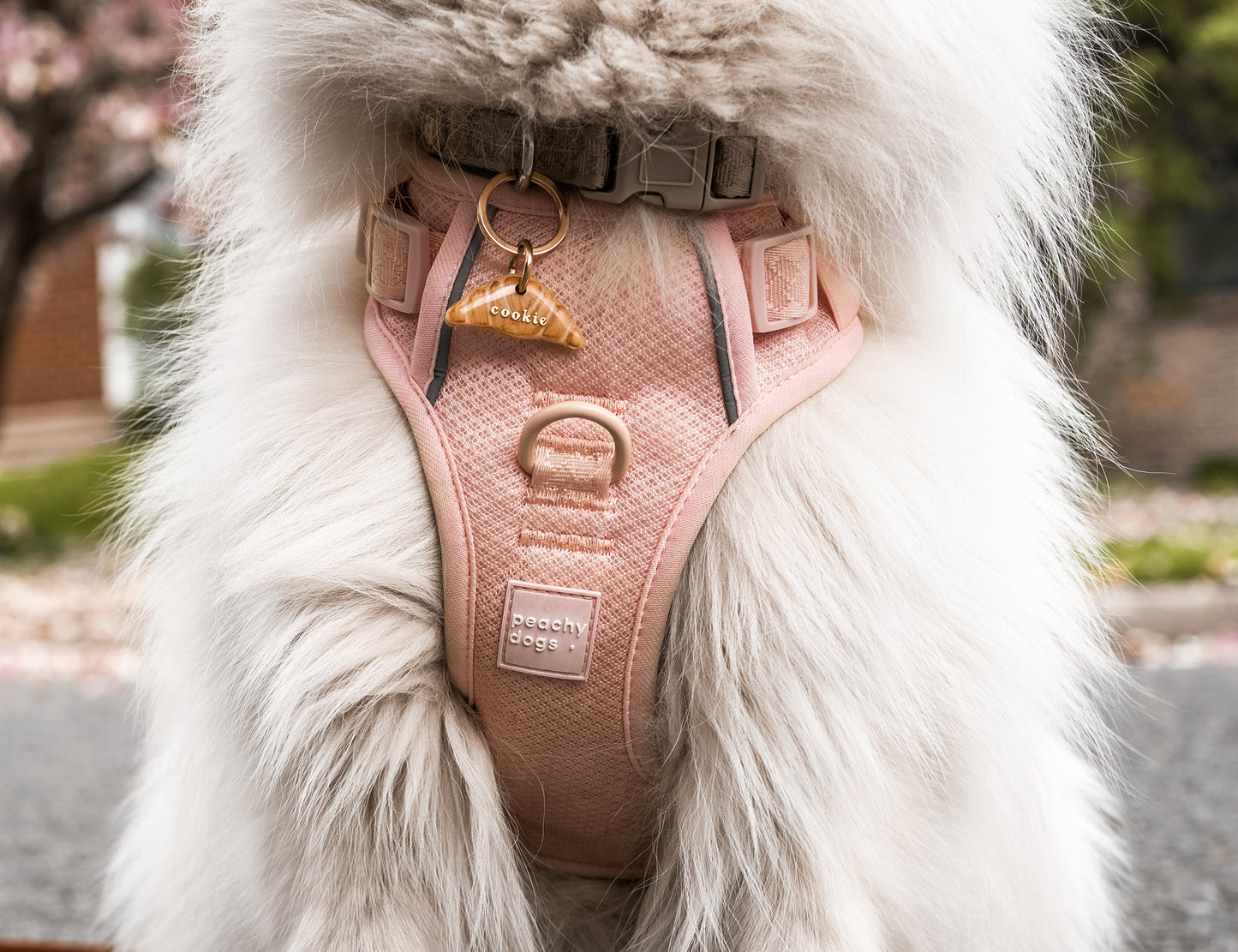 croissant | pet id tag