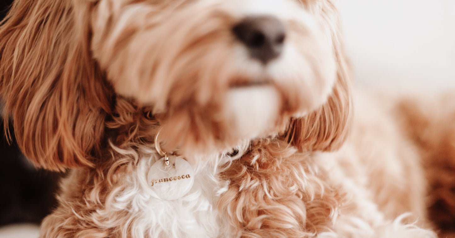 ammil | pet id tag