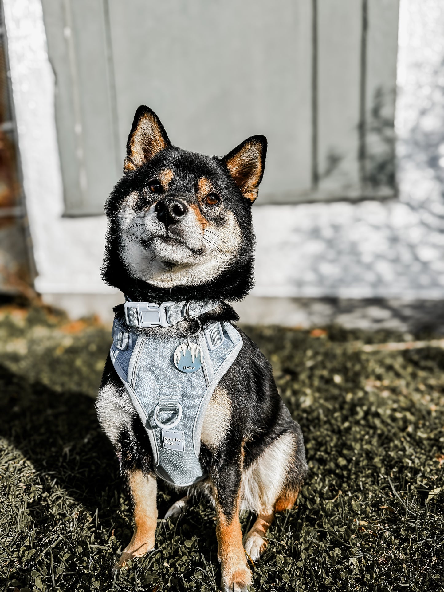 icicles | pet id tag