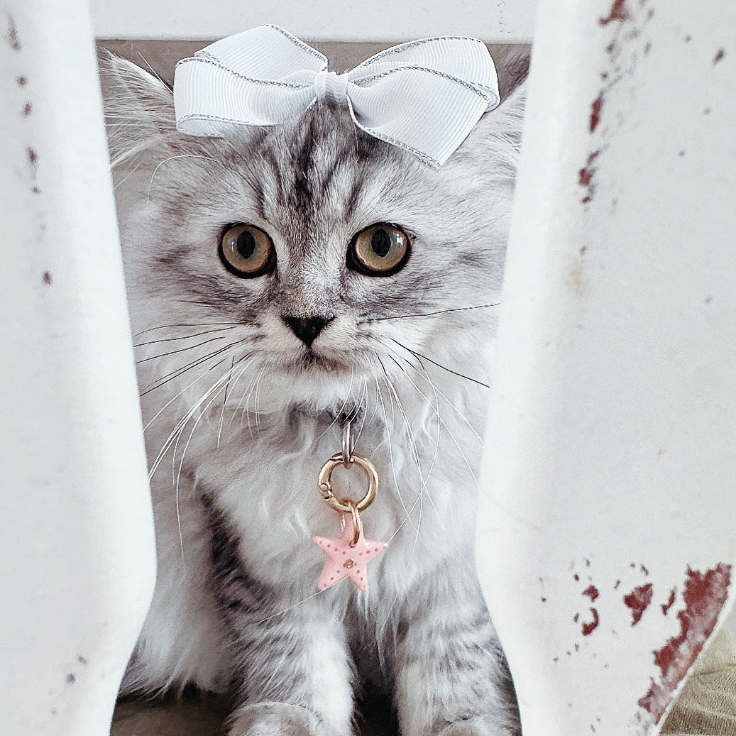 starfish | pet id tag