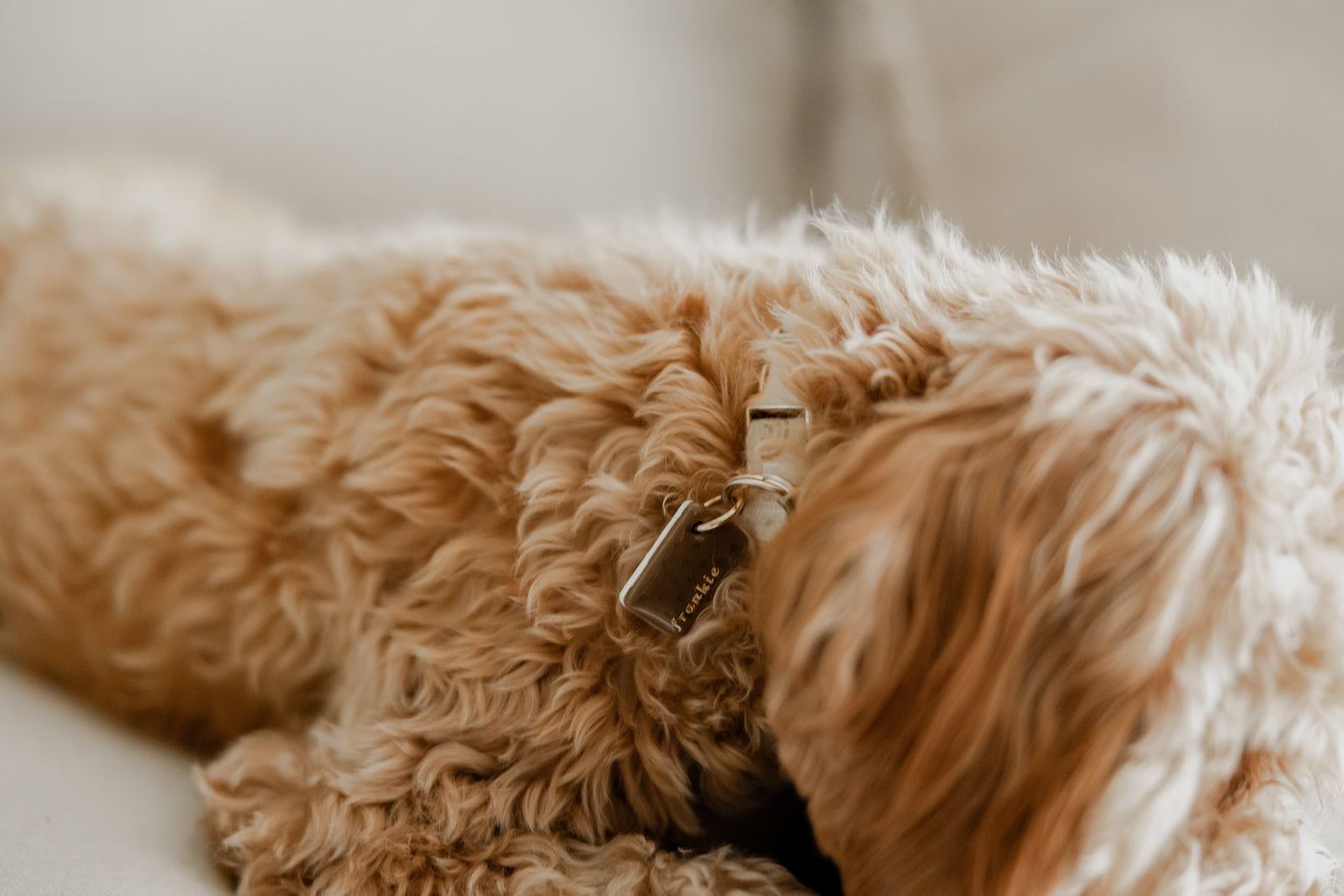 ice cream sandwich | pet id tag