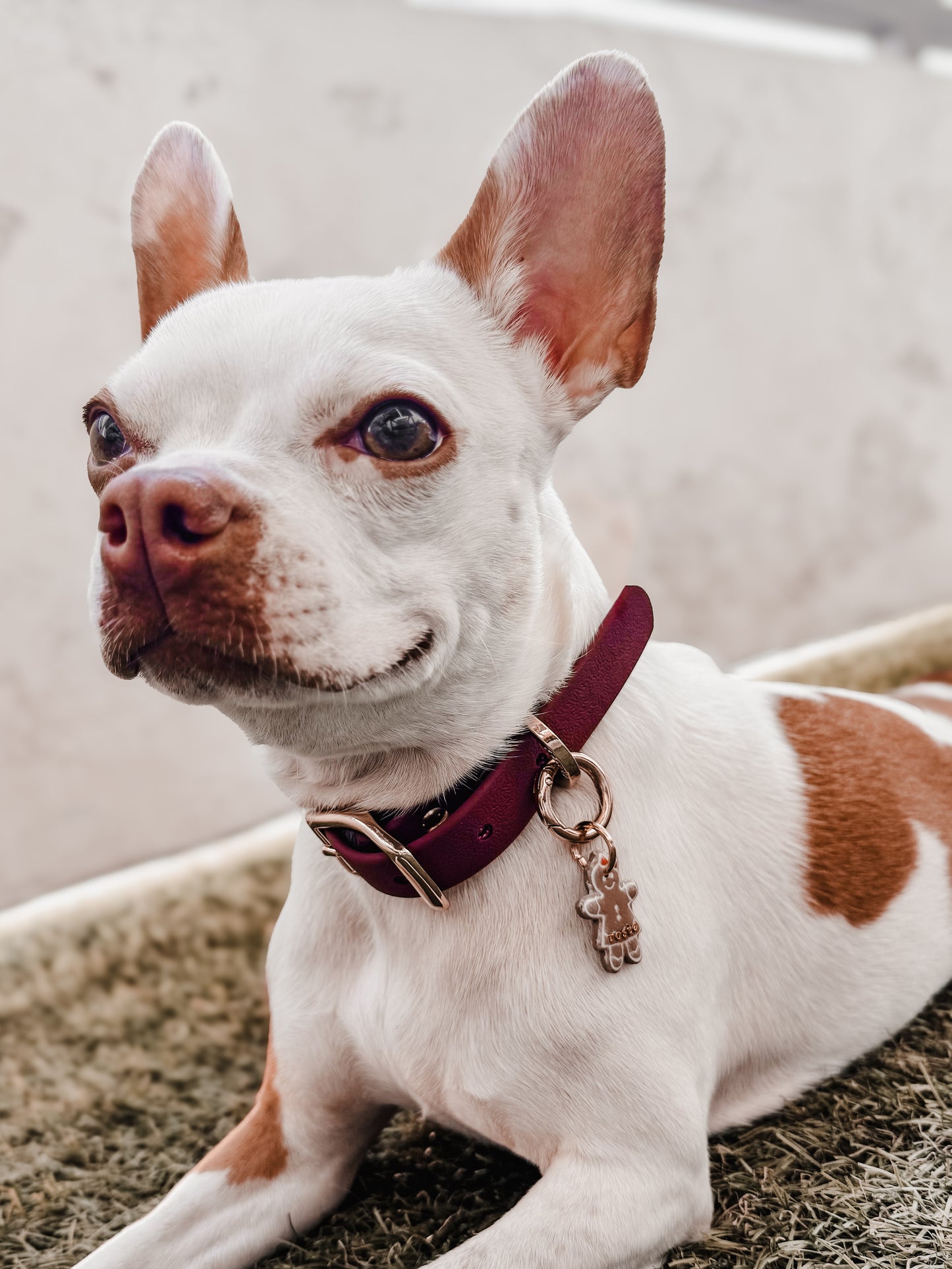 mrs gingerbread | pet id tag