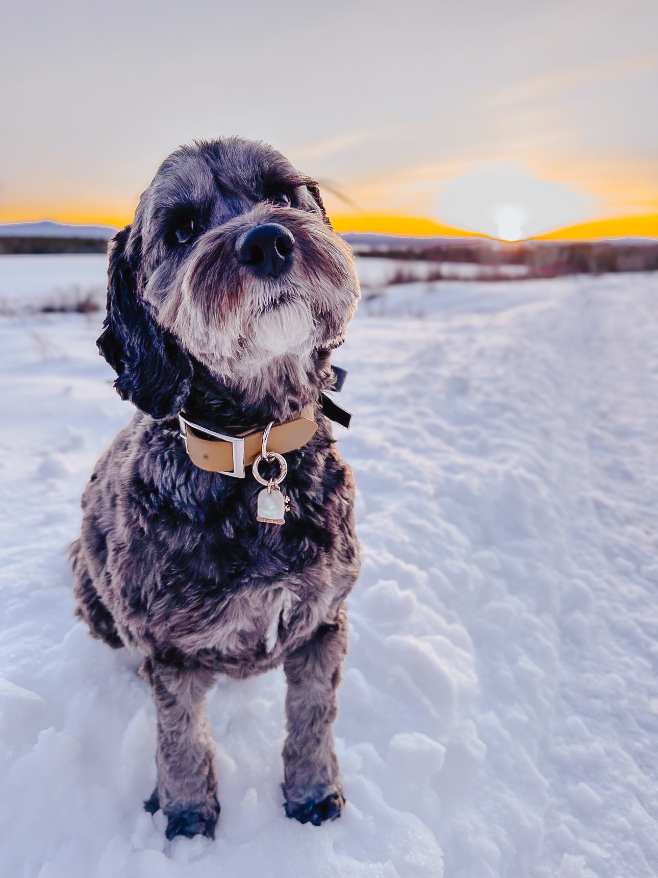snow globe (mini) | pet id tag