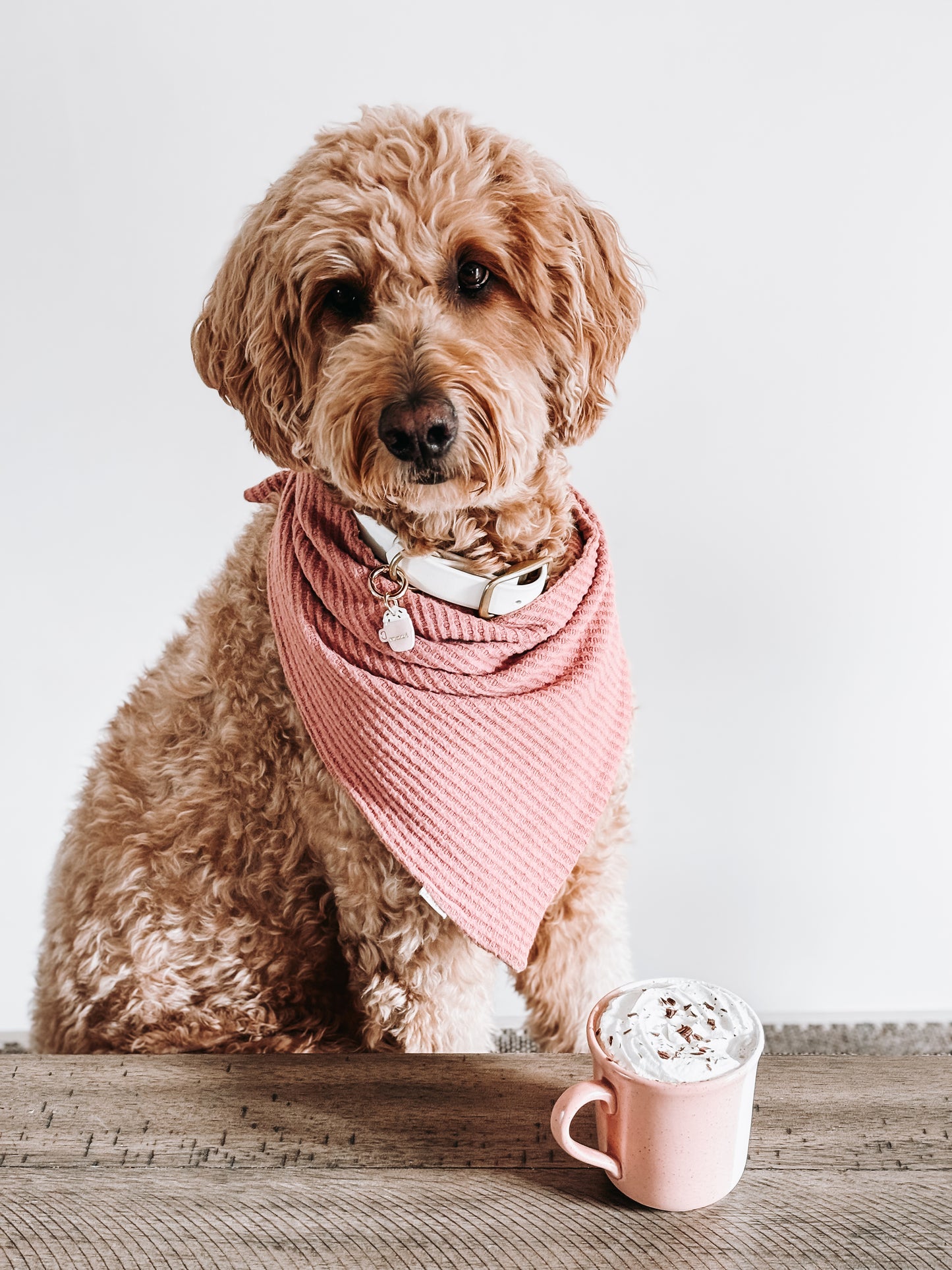 latte | pet id tag