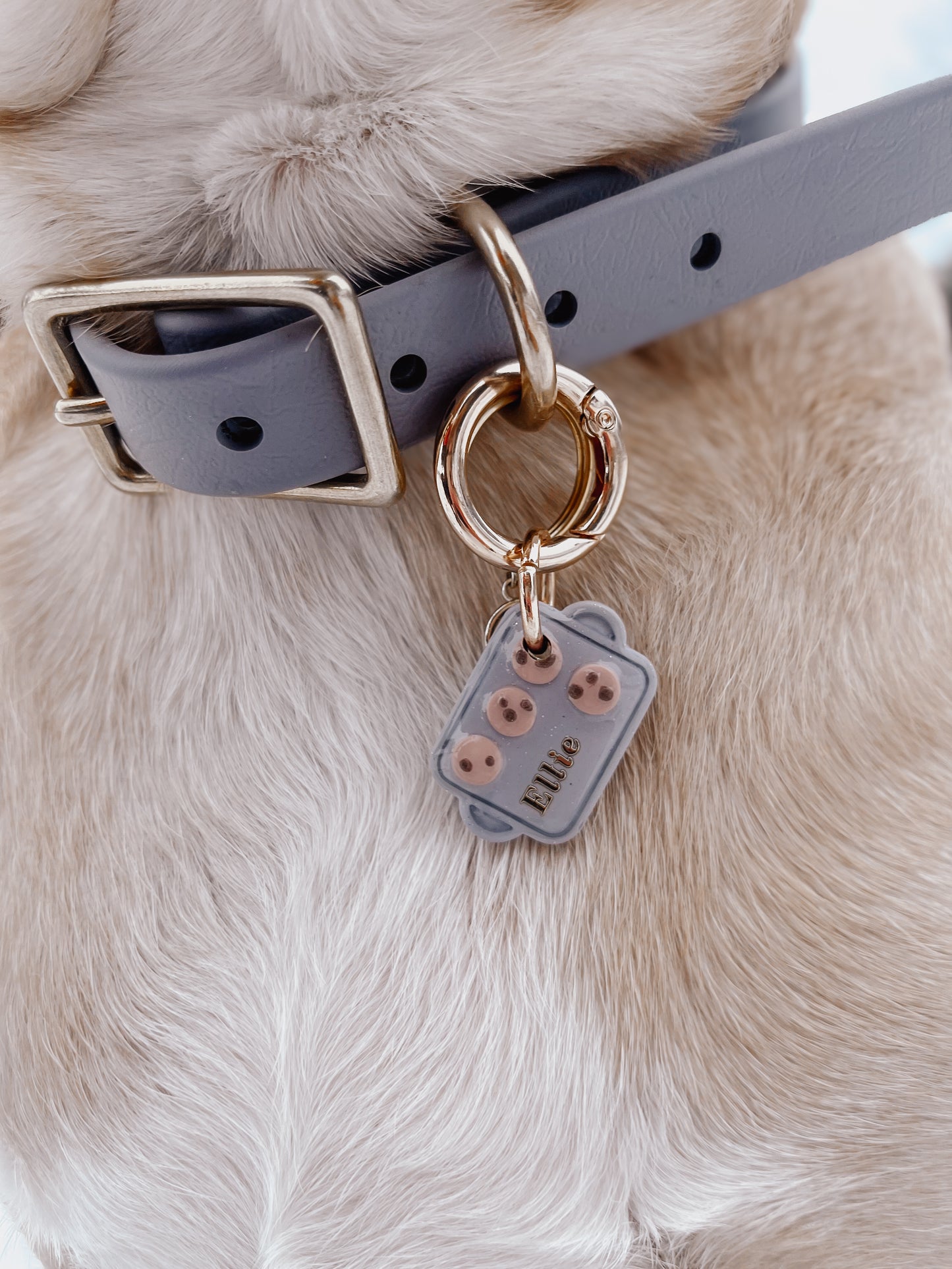 cookie sheet | pet id tag