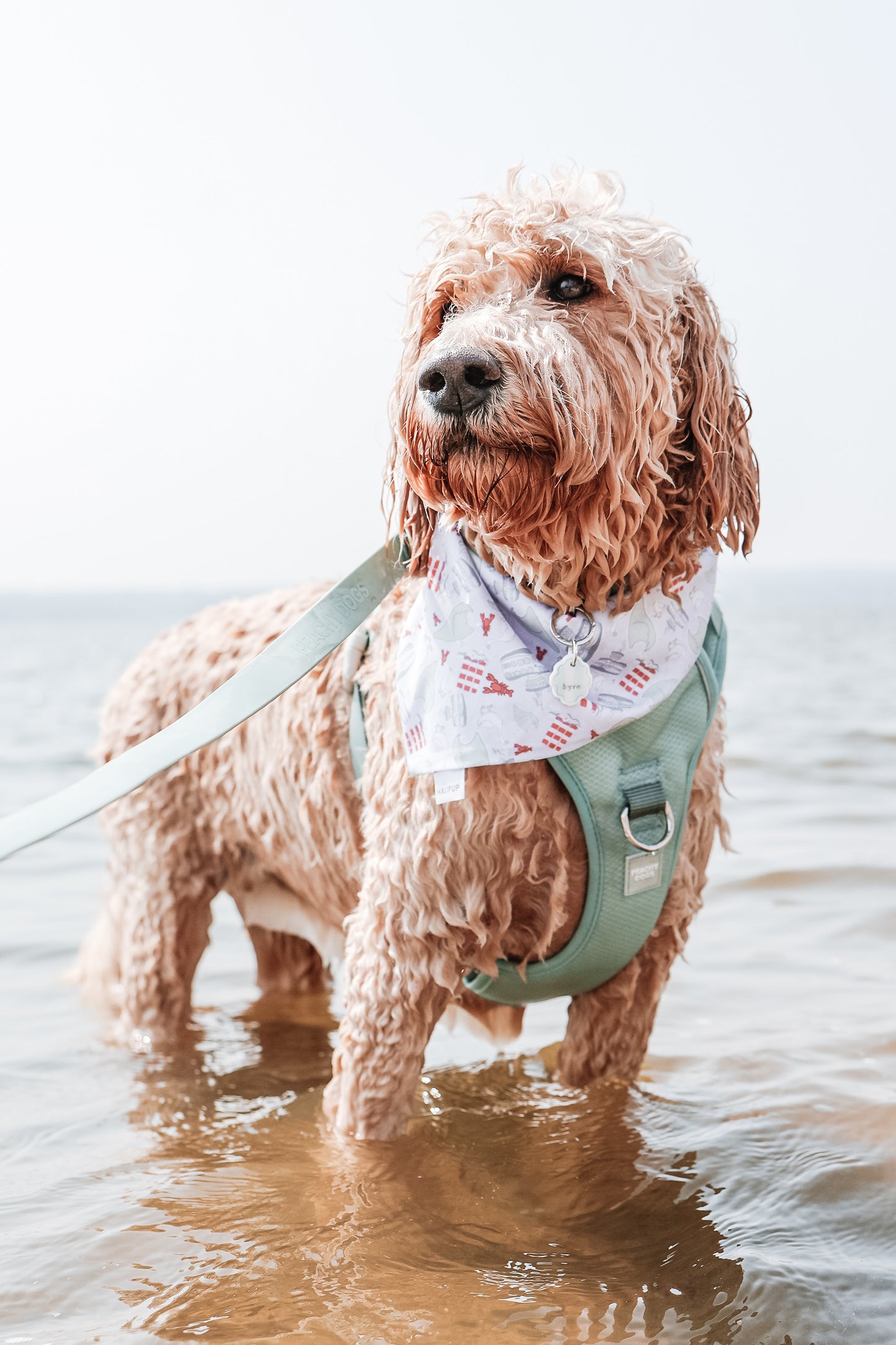 club cabana | pet id tag