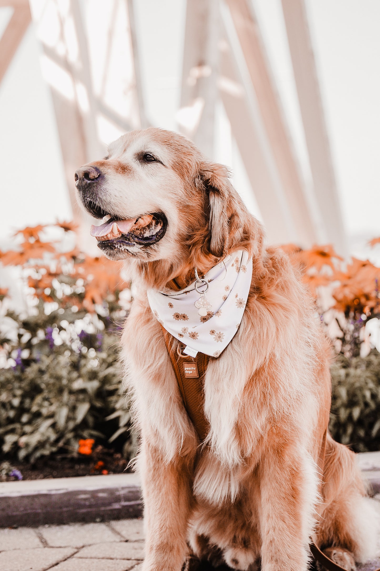 mushroom | pet id tag