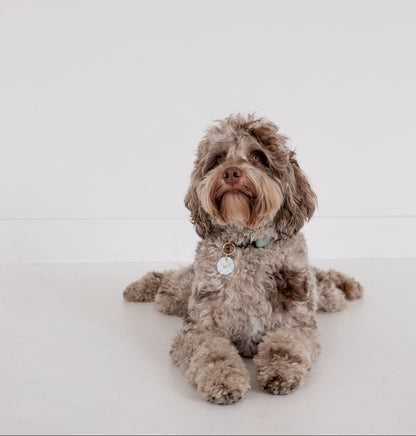 halcyon | pet id tag