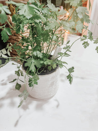 plant stake | herb stake