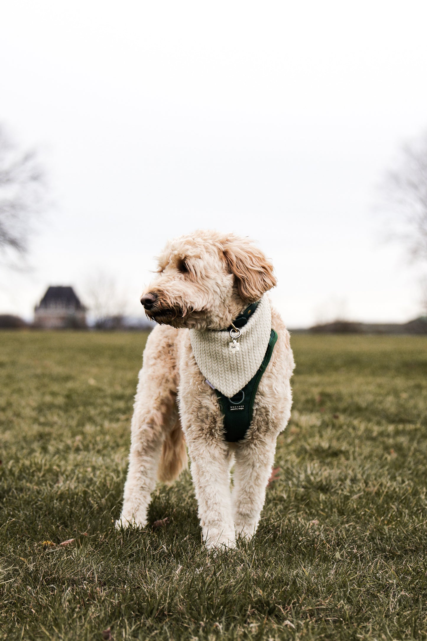 snowflake v2 | pet id tag