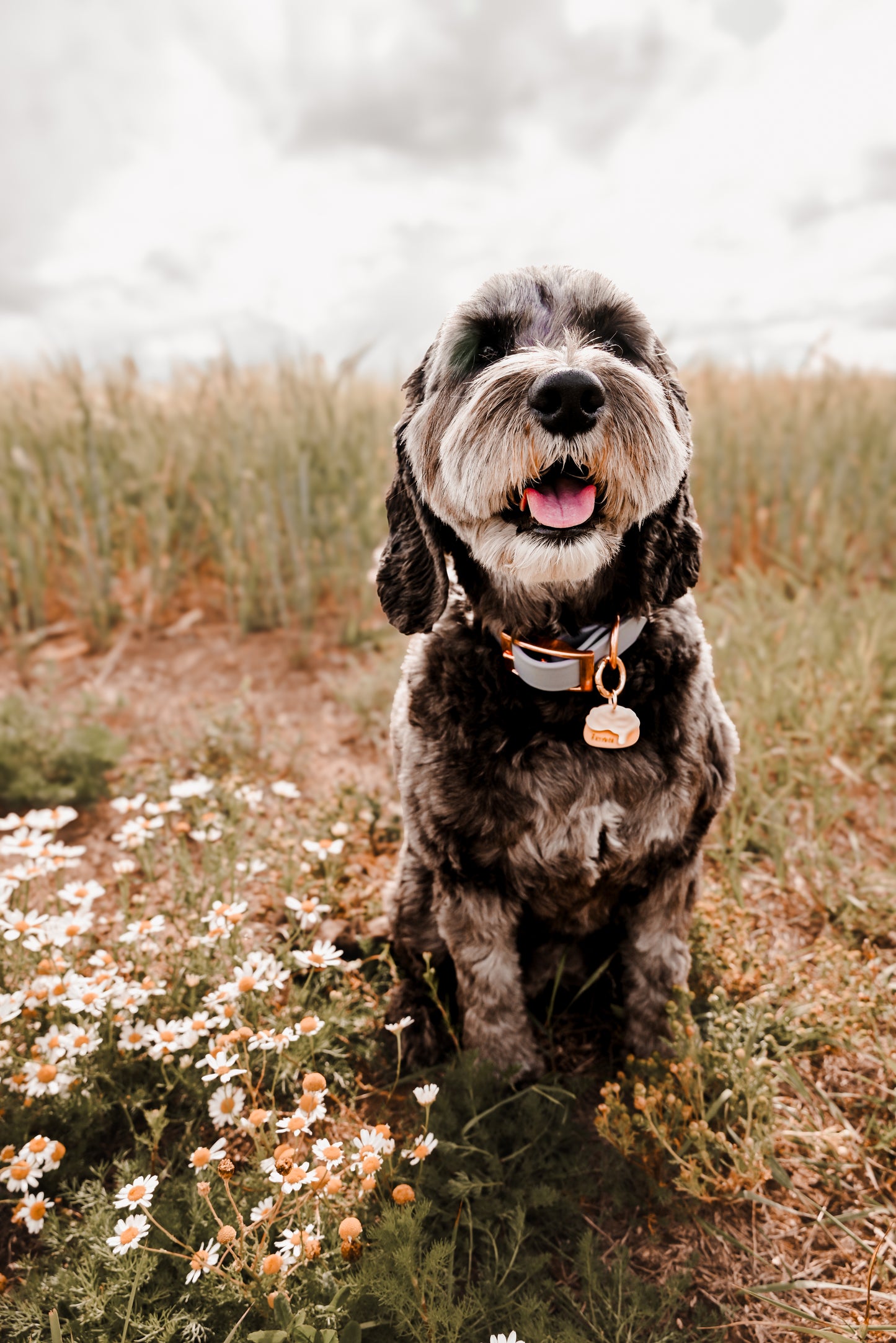 cinnamon bun | pet id tag