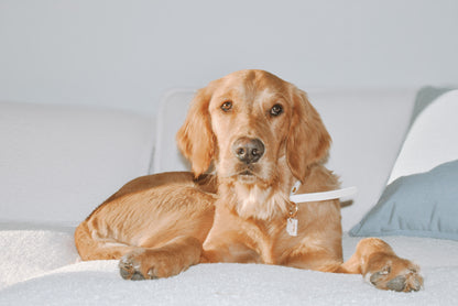 chocolate bar | pet id tag