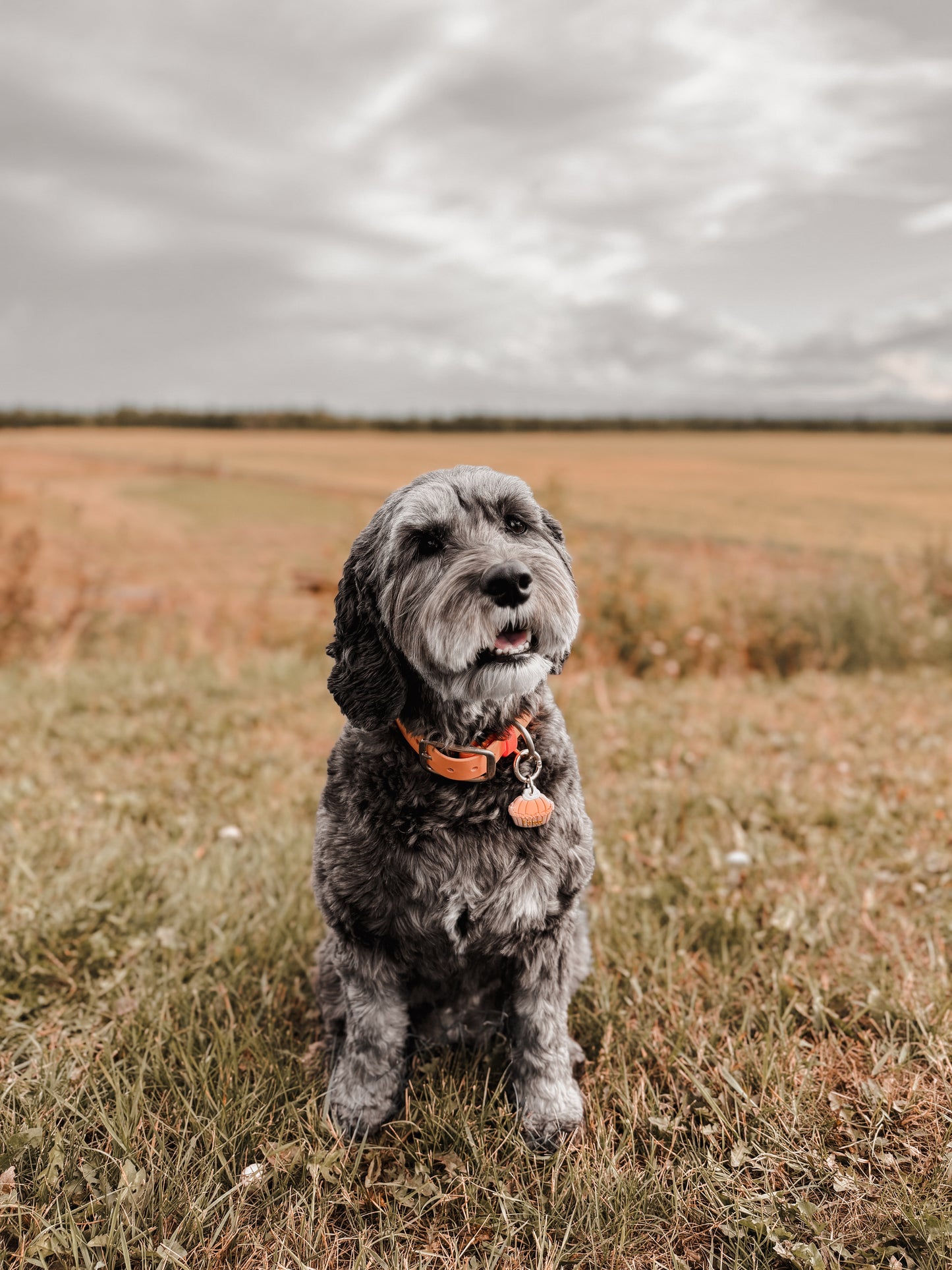 pumpkin pie (whole) | pet id tag