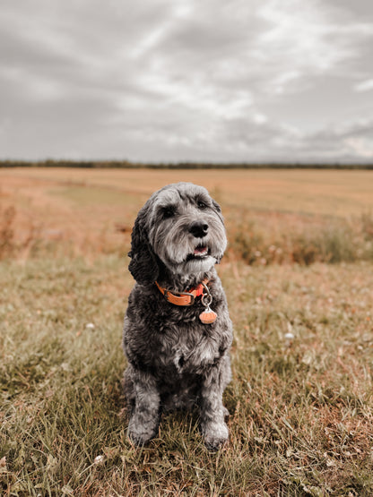 pumpkin pie (whole) | pet id tag