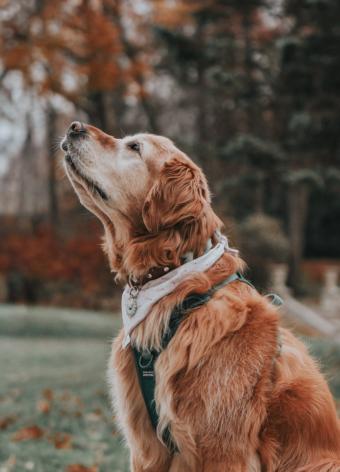 holiday wreath | pet id tag