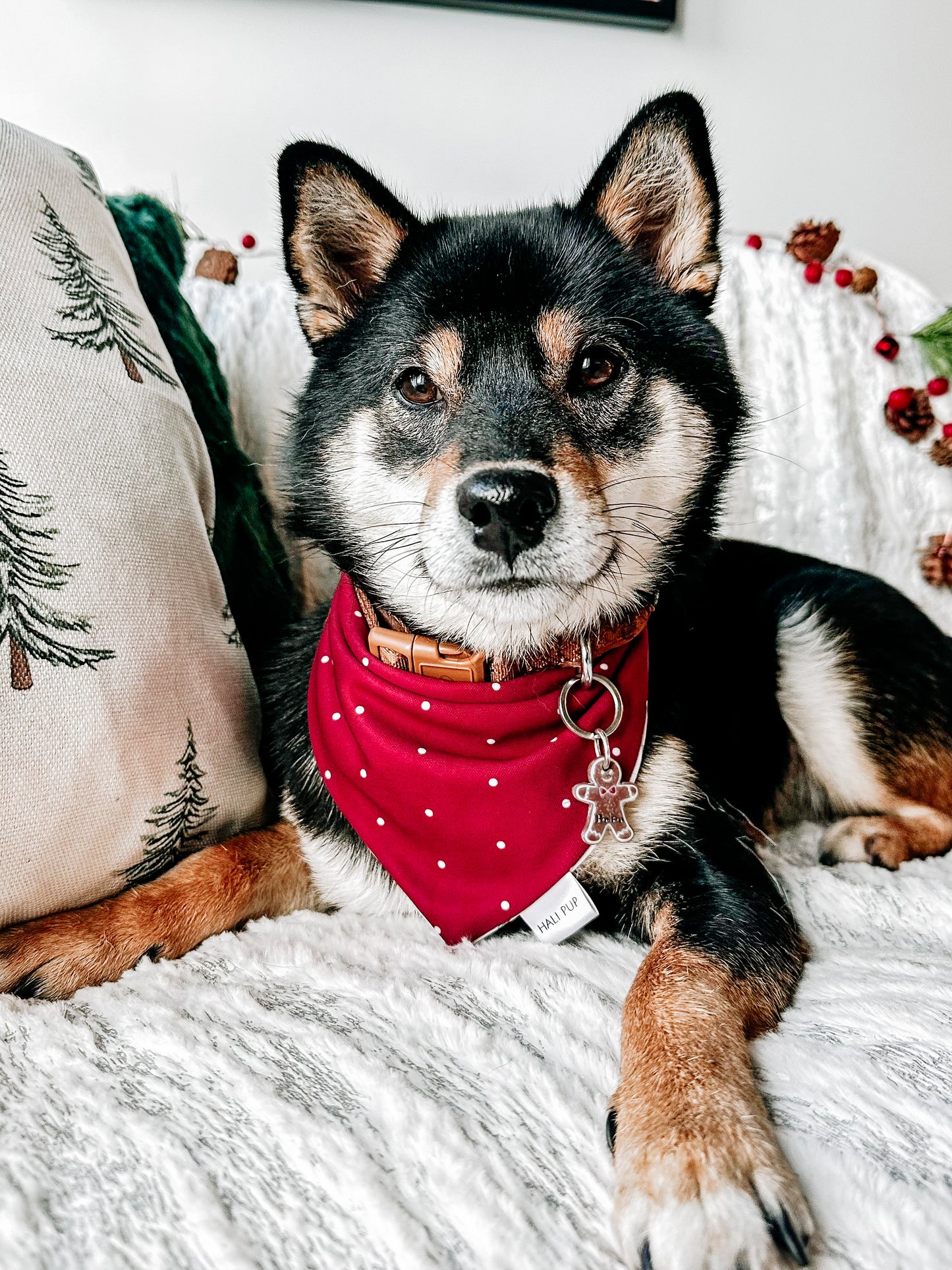 mr gingerbread | pet id tag