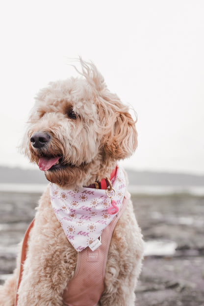 flamingo | pet id tag