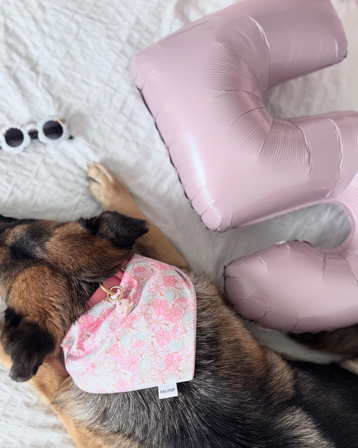 shell w/ pearl | pet id tag