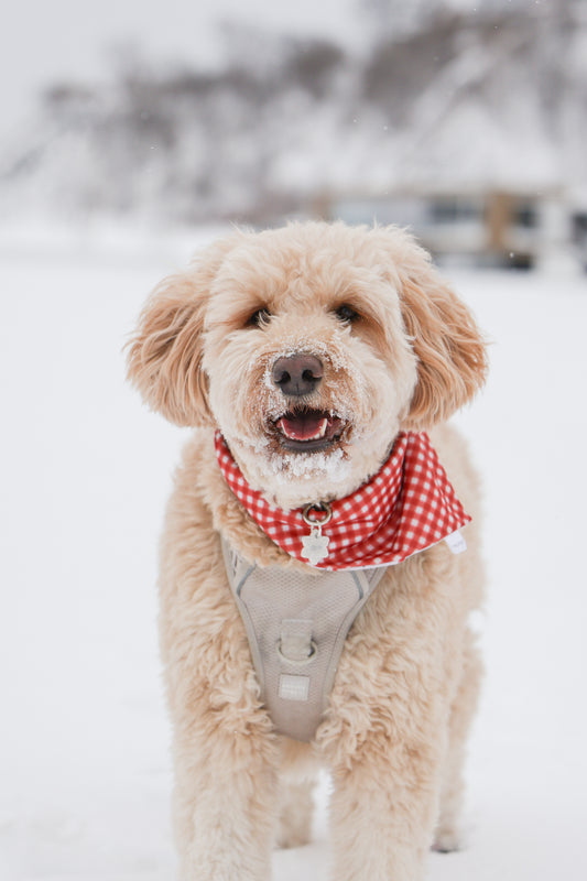 snowflake v2 | pet id tag