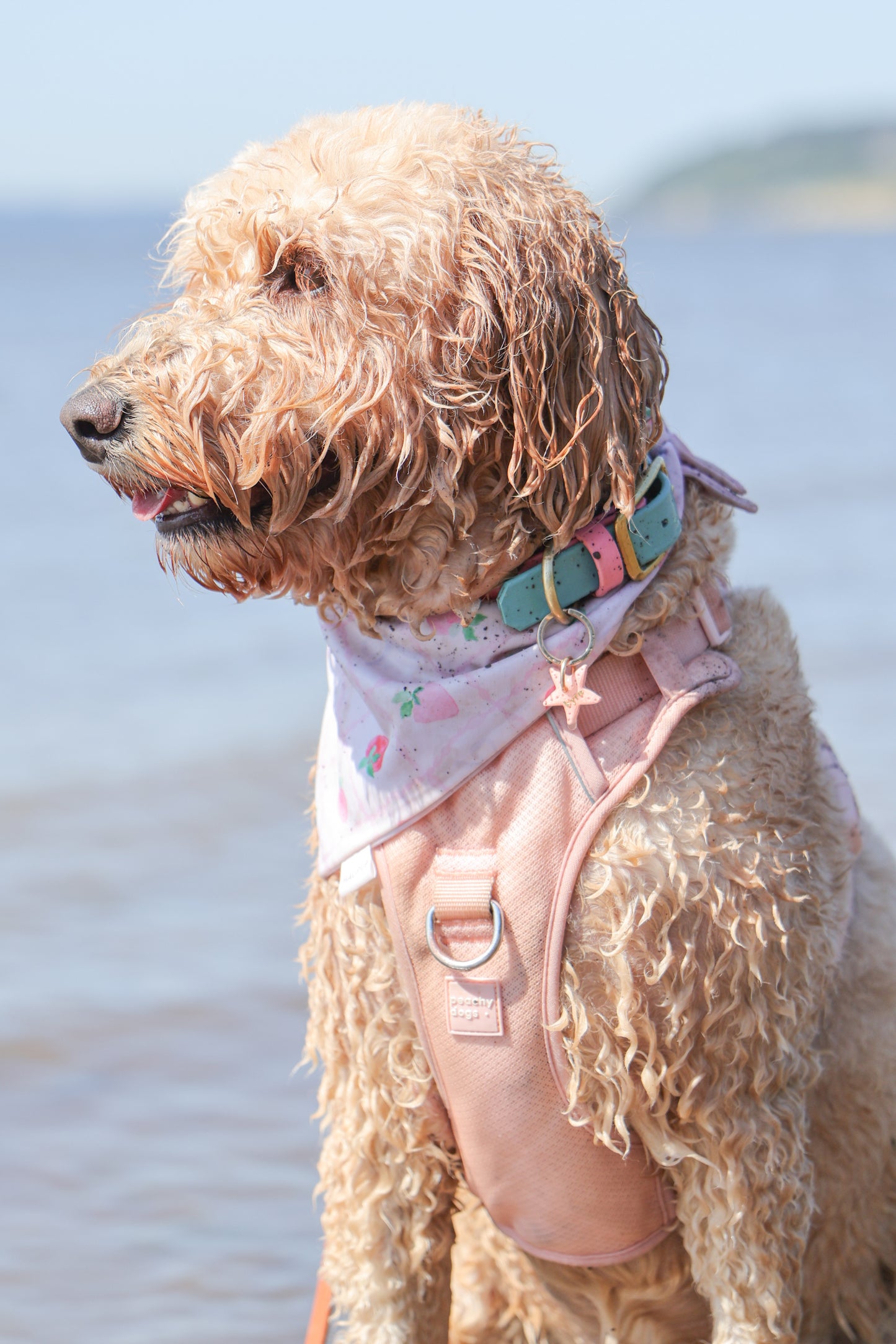 starfish | pet id tag