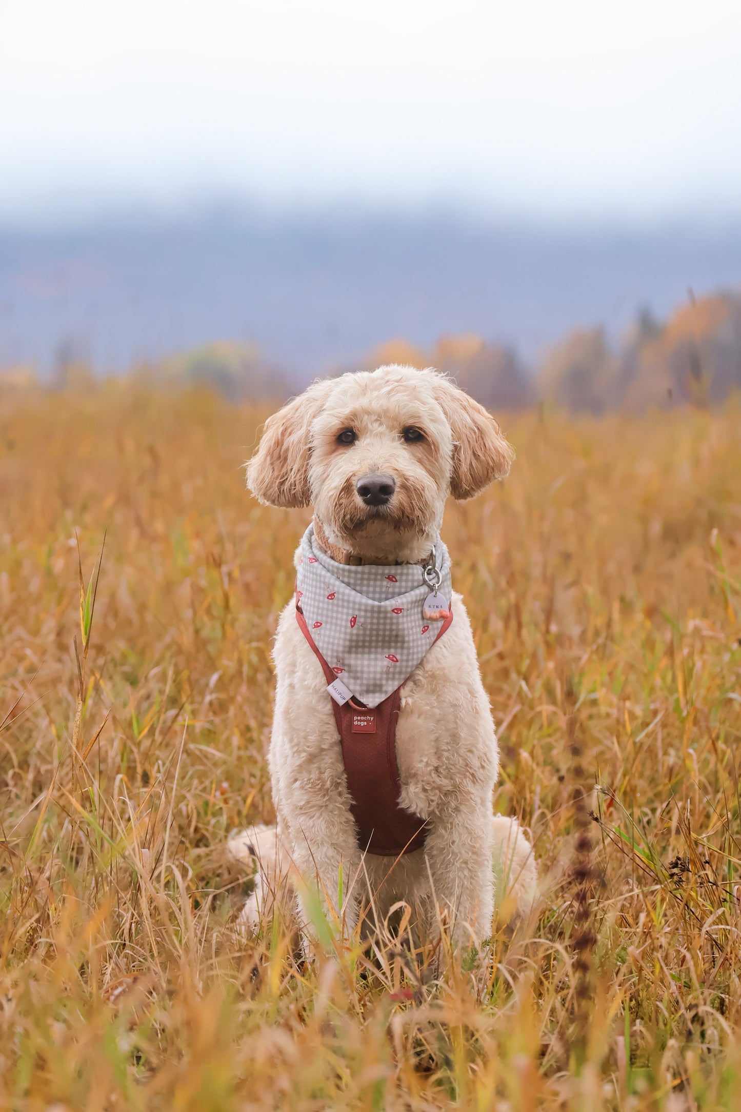 pumpkin patch | pet id tag