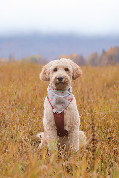 pumpkin patch | pet id tag