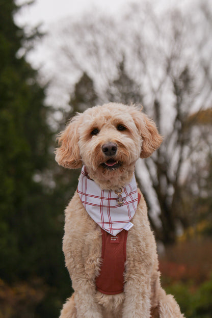 mrs gingerbread | pet id tag