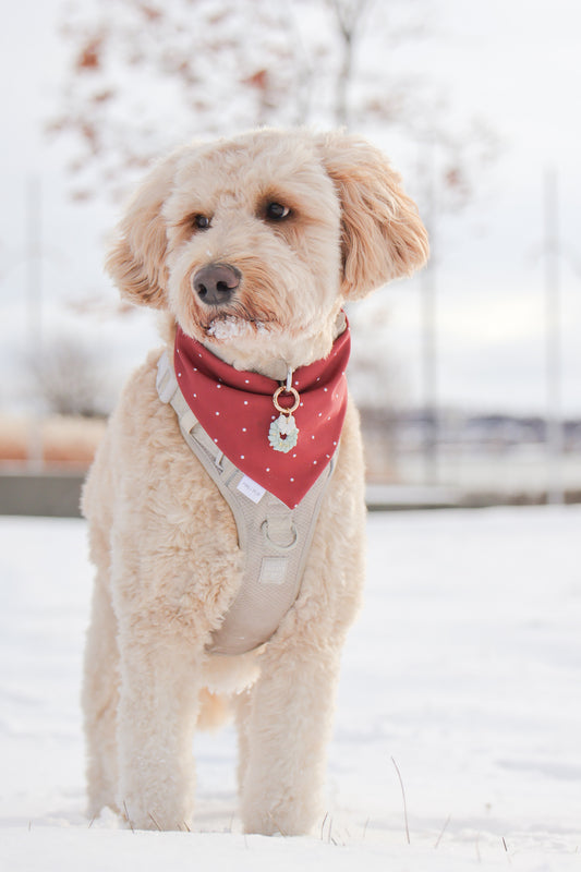 holiday wreath | pet id tag